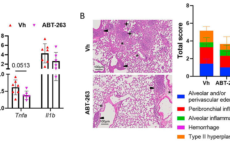 link to the journal aging cell