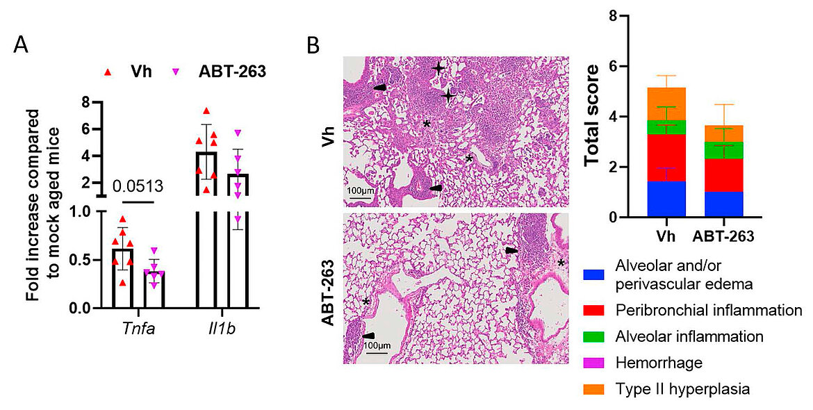 link to the journal aging cell