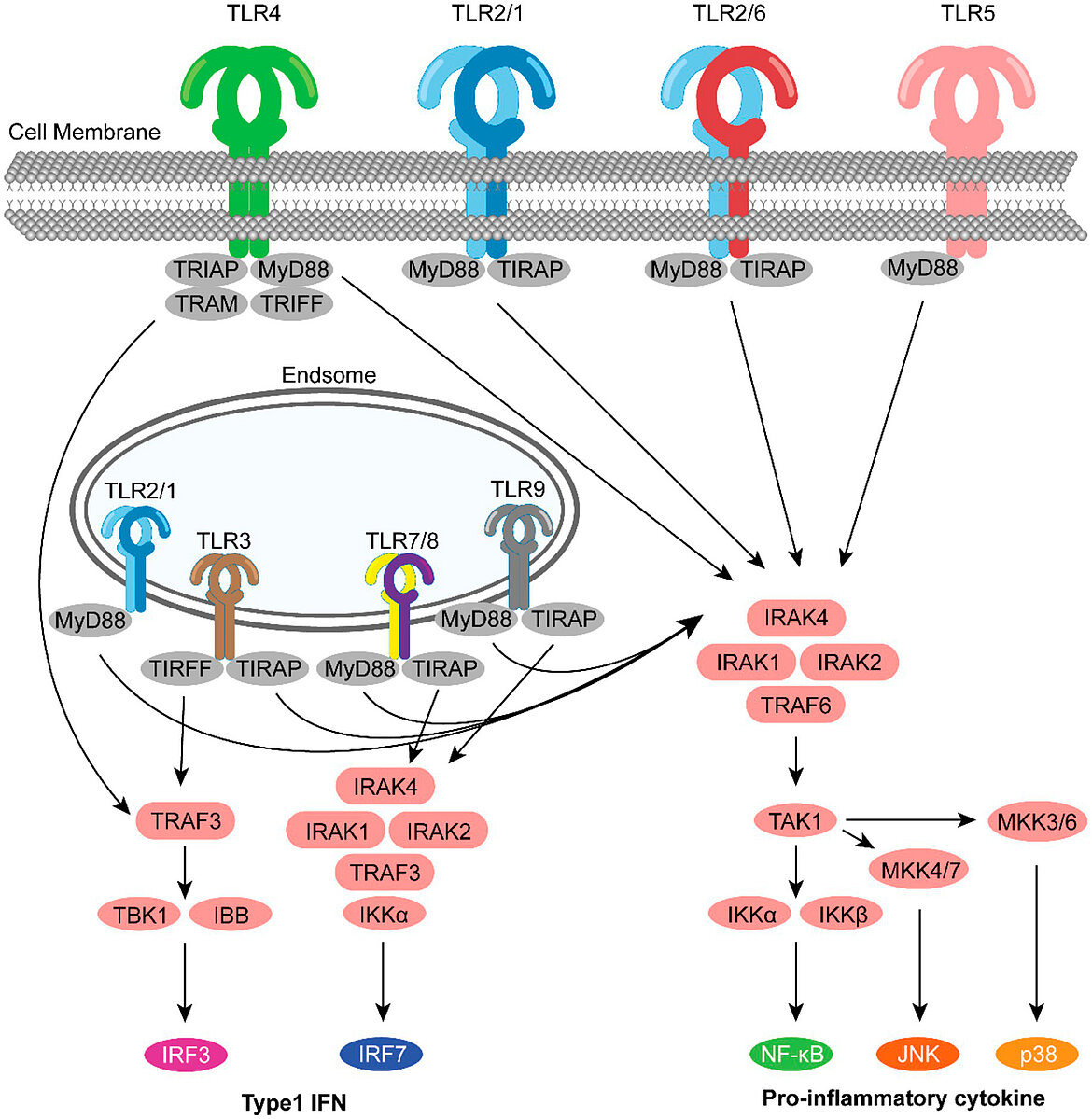 link to trhe article