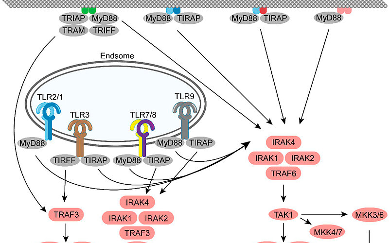 link to trhe article