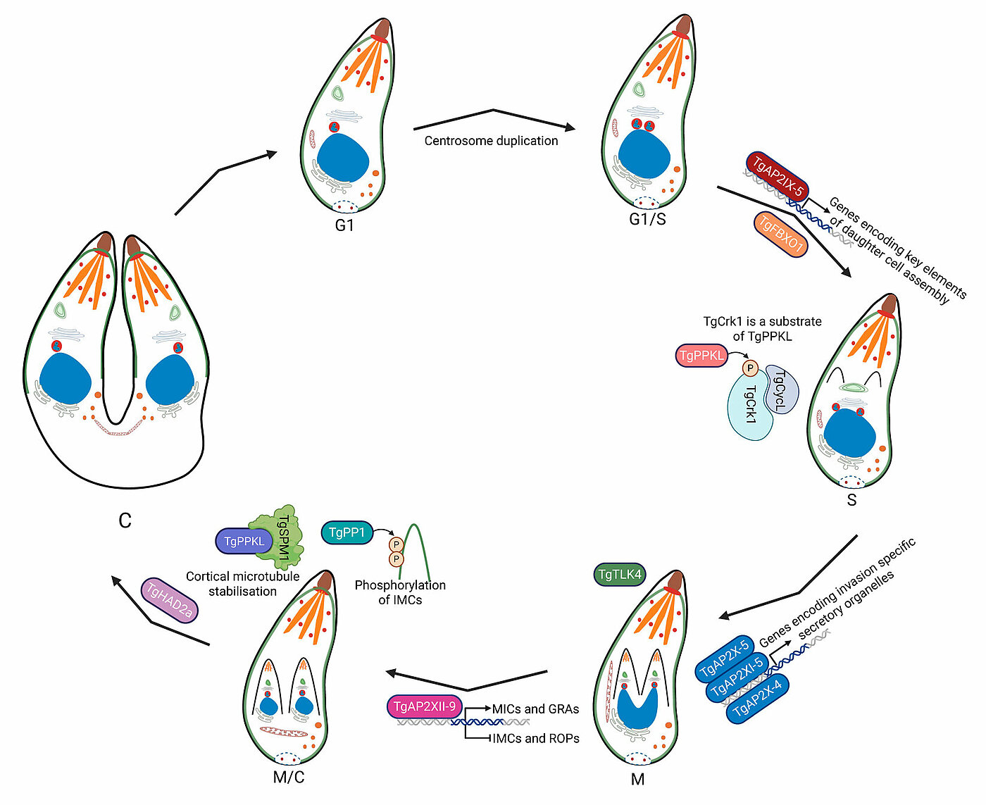 Bhaskaran, M., Mudiyam, V. & Gissot, M. (2025). Endodyogeny in Toxoplasma gondii: how to produce perfect daughters. Trends in Parasitology.