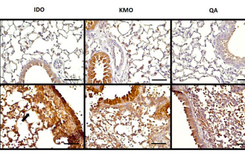 H3N2 infection induces kynurenine pathway in mice lung tissues