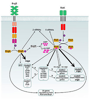 Proposed model of gene regulation by BvgA and RisA in B. pertussis from Coutte et al., 2024
