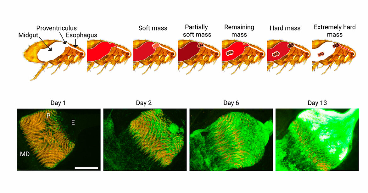 Physical and molecular model of the processes leading to flea blockage by Yersinia pestis