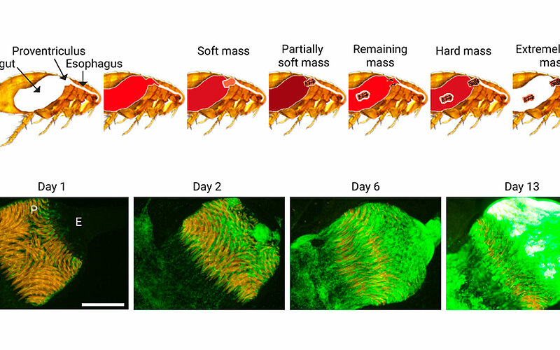 Physical and molecular model of the processes leading to flea blockage by Yersinia pestis