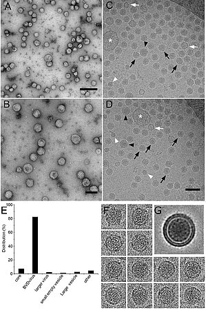 Analyse des particules de BVDV purifiées par microscopie électronique. Visualisation des particules de BVDV purifiées après coloration négative (A, B), ou par cryo-microscopie électronique (C, D). Flèches noires : particules enveloppées contenant une capside d’environ 50 nm, têtes de flèches noires : particules plus grandes enveloppées contenant une capside, têtes de flèches blanches : particules de type capside non enveloppées, flèches blanches : petits vésicules vides, astérisques blancs : grandes vésicules. (E) Quantification des objets identifiés en C et D.(F) exemples d'images utilisées pour la reconstruction du virion. (G) Virion reconstruit en projetant 160 images de particules de 50 nm montrant clairement la bicouche lipidique de l’enveloppe virale suggérant que cette membrane est pauvre en protéines transmembranaires.