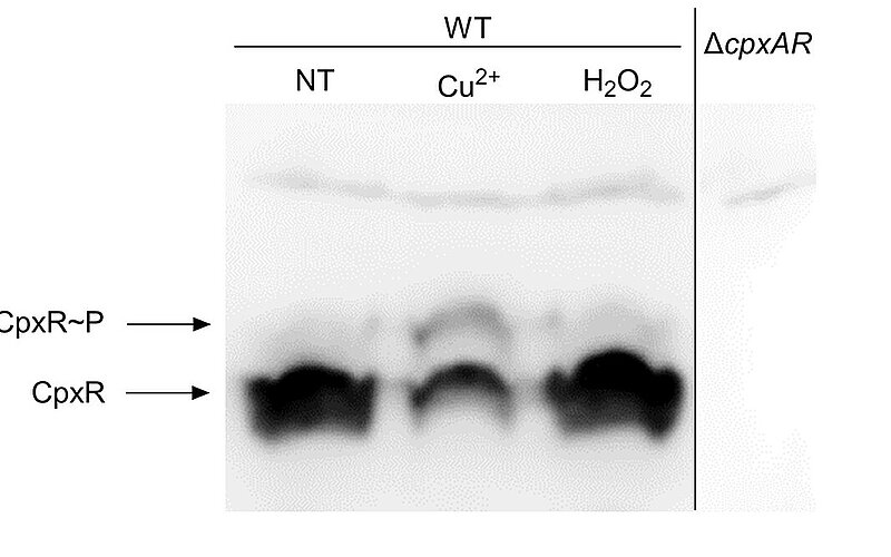 imaage Links to the article