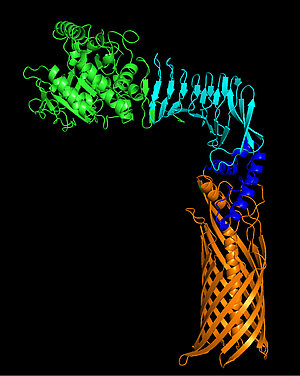 Alphafold modeling of SphB1