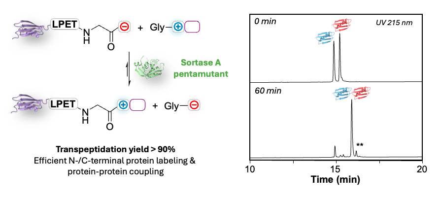 Electrostatically-assisted SML reaction 