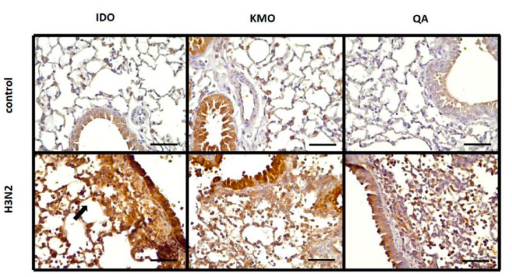 H3N2 infection induces kynurenine pathway in mice lung tissues