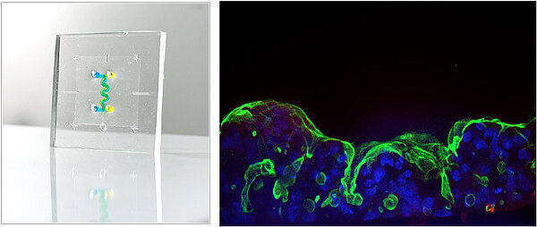 Learn more about organ-on-chip technology